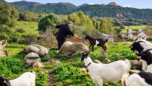 Paesaggio rurale della Sardegna con capre